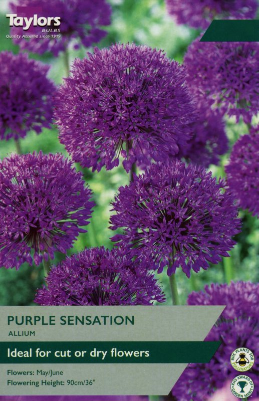 TP697 Allium Purple Sensation