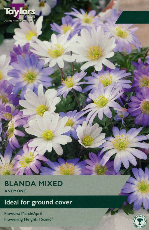 TP709 Anemone Blanda Mixed