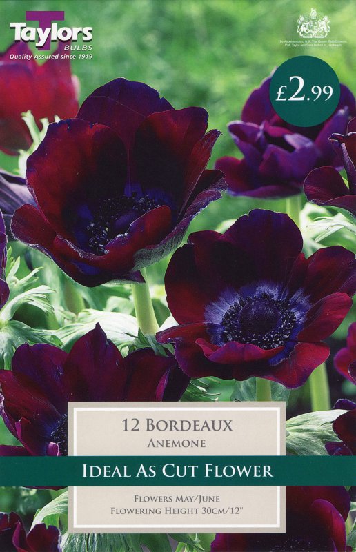TP719 Anemone Bordeaux