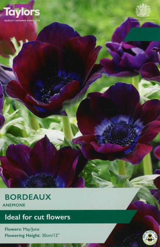 TP719-Anemone-Bordeaux