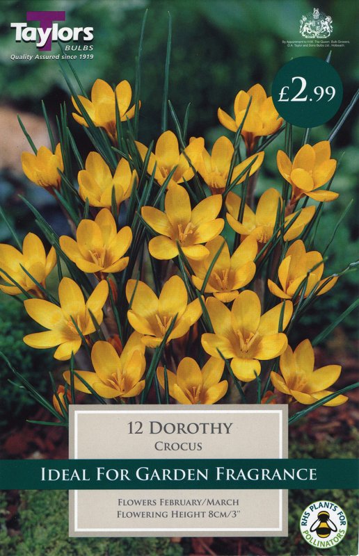 TP662 Dorothy