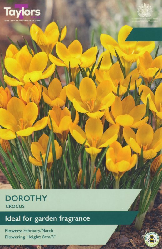 TP662-Dorothy