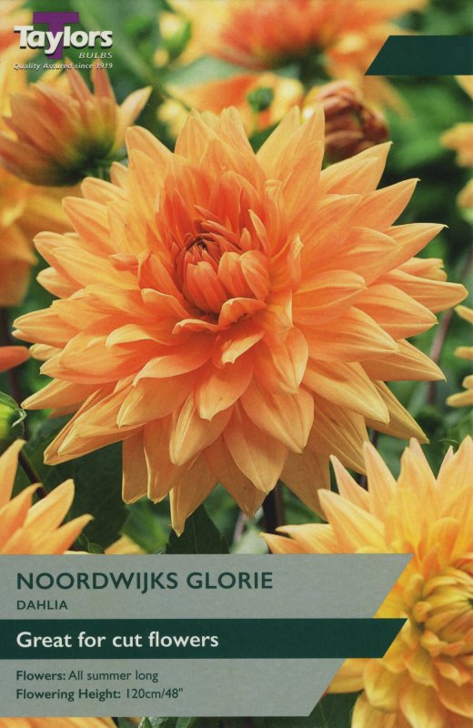 TS386 Noordwijks Glorie