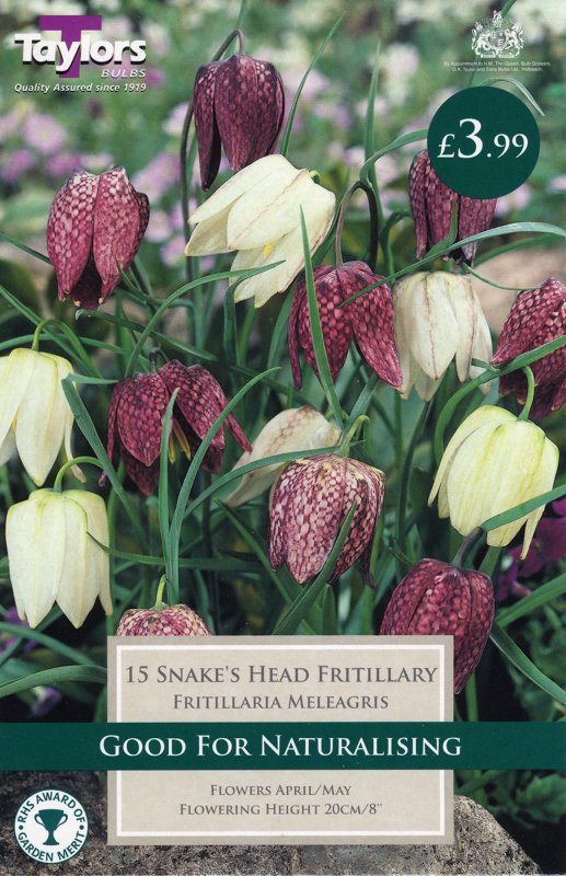 TP752 Fritillaria Meleagris Mixed