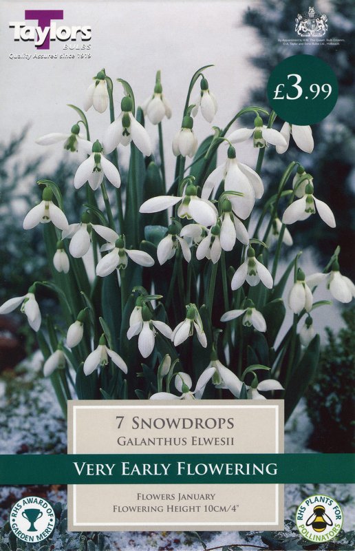 TP765 Galanthus Elwesii