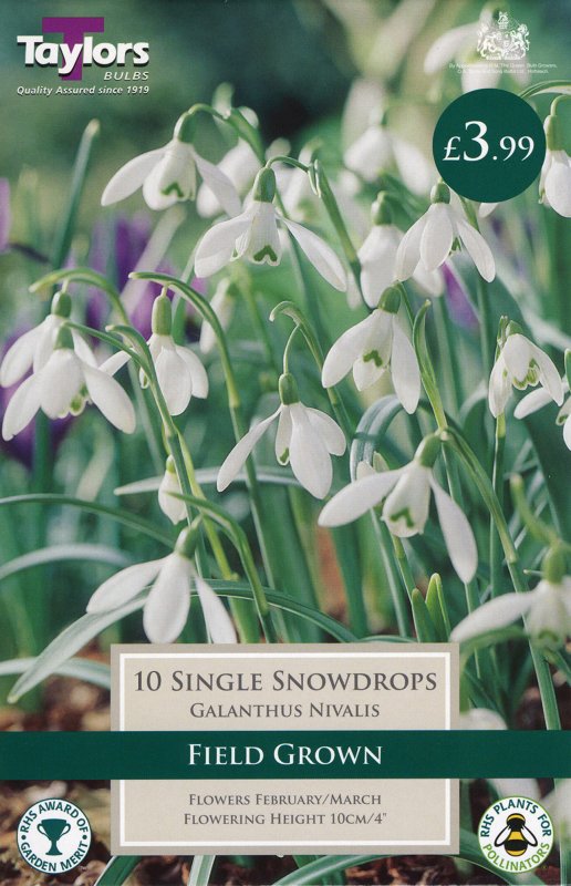 TP760 Galanthus Single Field Grown