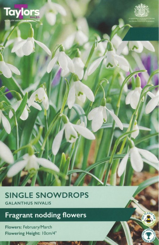 TP760-Galanthus-Nivalis