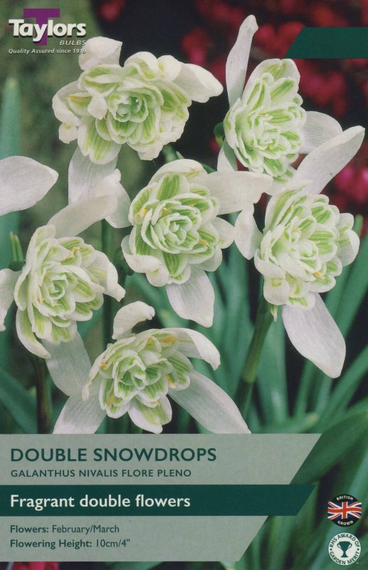TP763 Galanthus Double Flore Pleno
