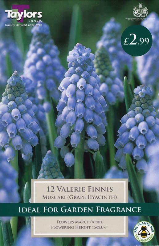TP907 Muscari Valerie Finnis