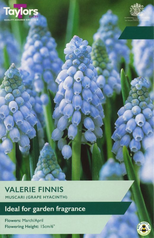TP907-Muscari-Valerie-Finnis