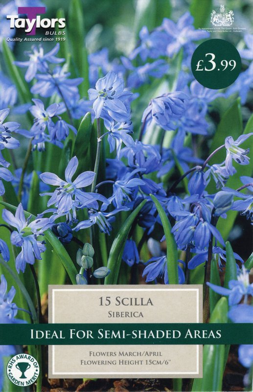 TP815 Scilla Siberica