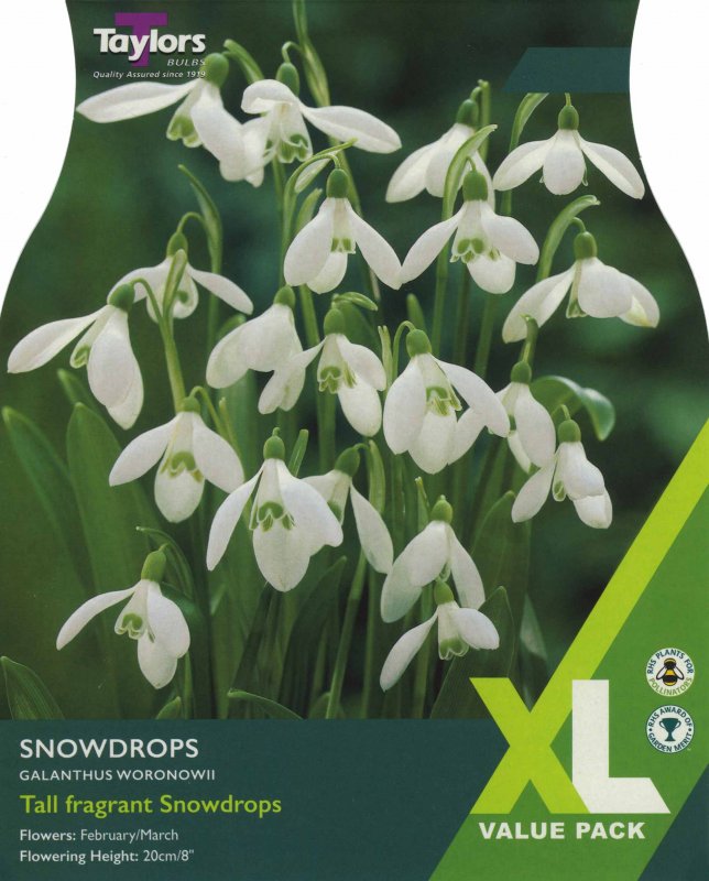 XL762 Woronowii Snowdrops