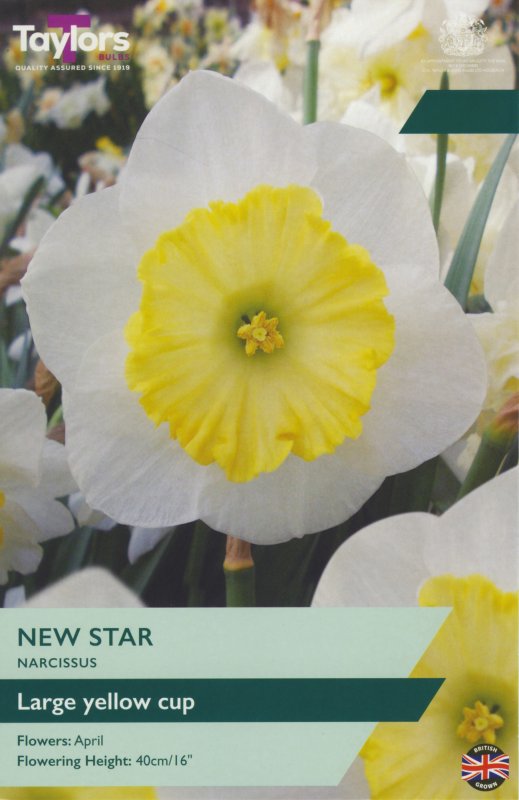 TP116-New-Star