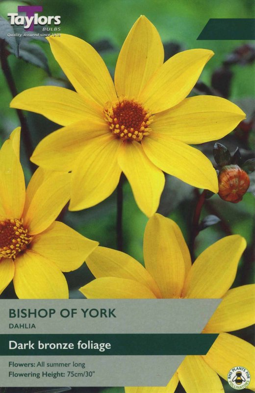 TS317 Bishop of York