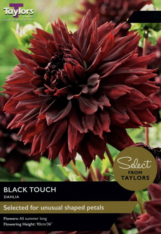 SSE132 Dahlia Black Touch