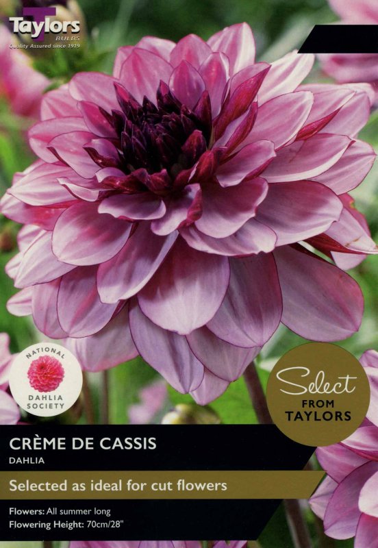 SSE118 Dahlia Creme De Cassis