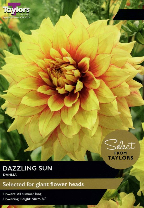 SSE153 Dahlia Dazzling Sun