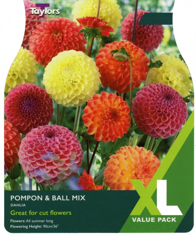 XL540 Dahlia Pompon Ball Mix
