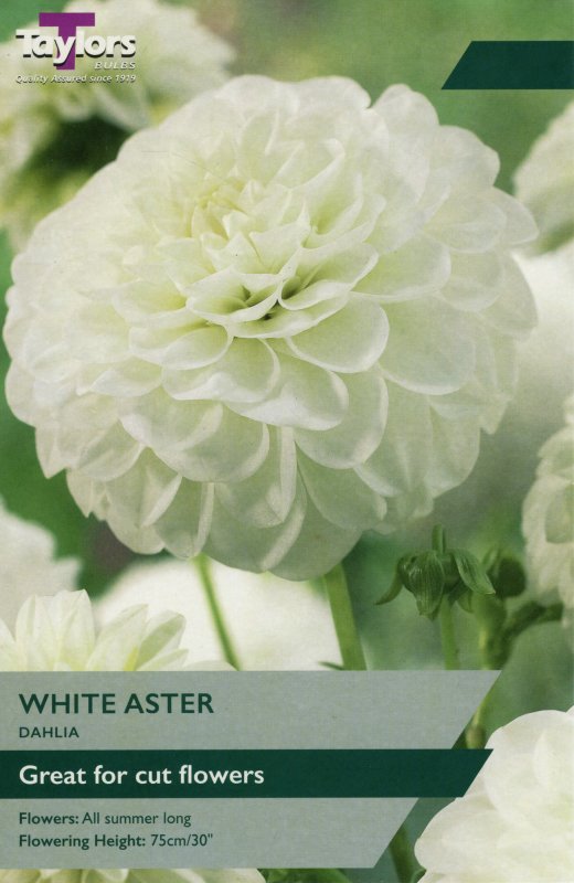 TS432 White Aster