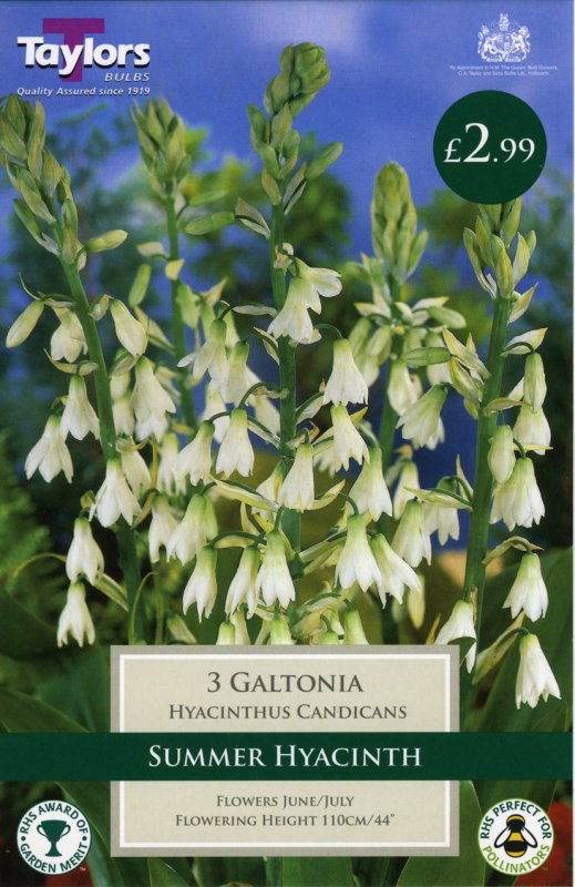 Galtonia