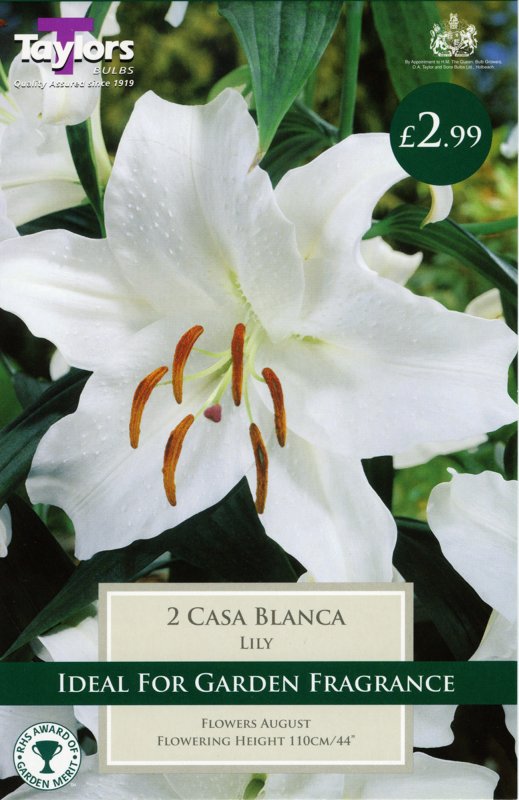 Casa Blanca TS533