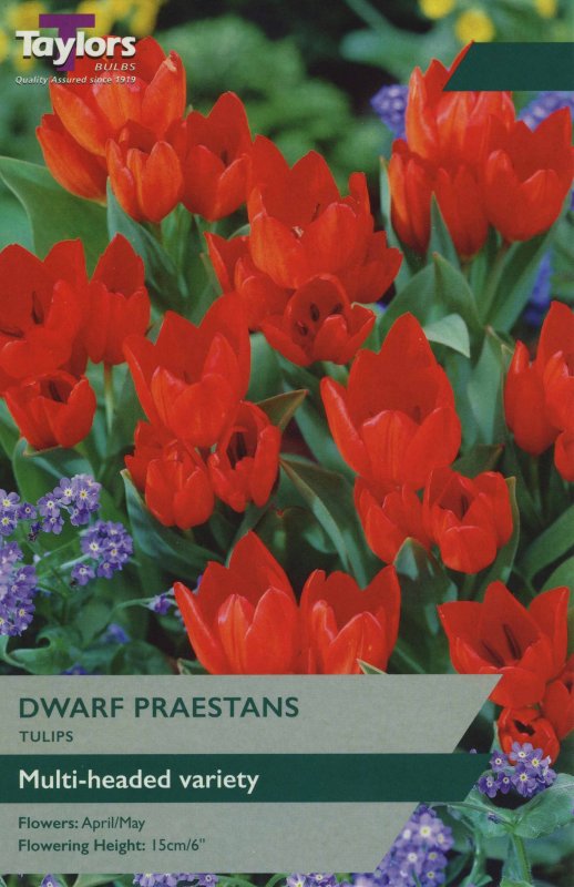 TP549 Dwarf Praestans.jpeg