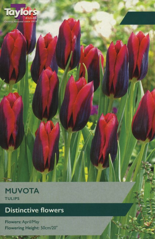 TP406 Muvota
