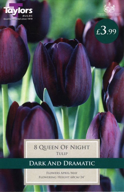 TP422 Queen of Night