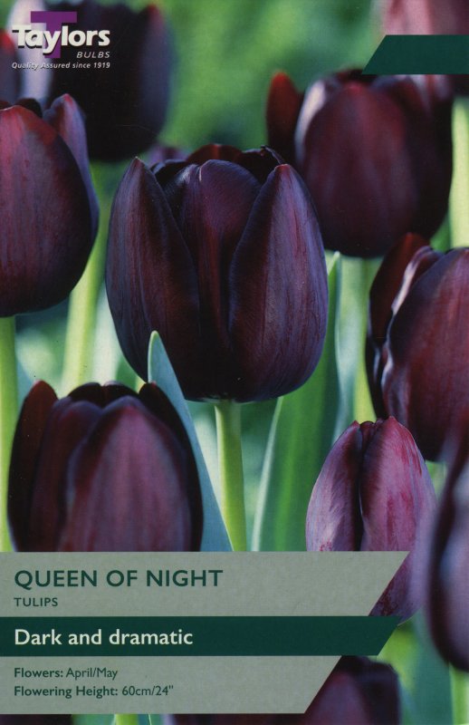 TP422 Queen of Night