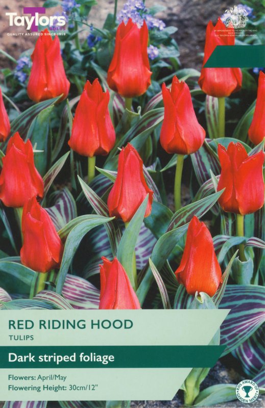 TP522-Red-Riding-Hood