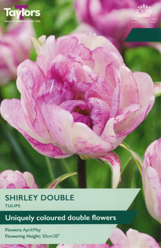 TP2159-Shirley-Double