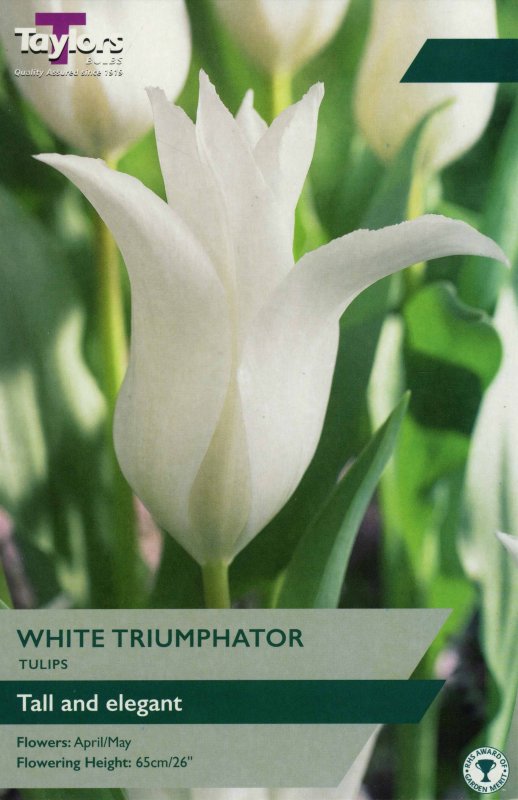 TP490 White Triumphator