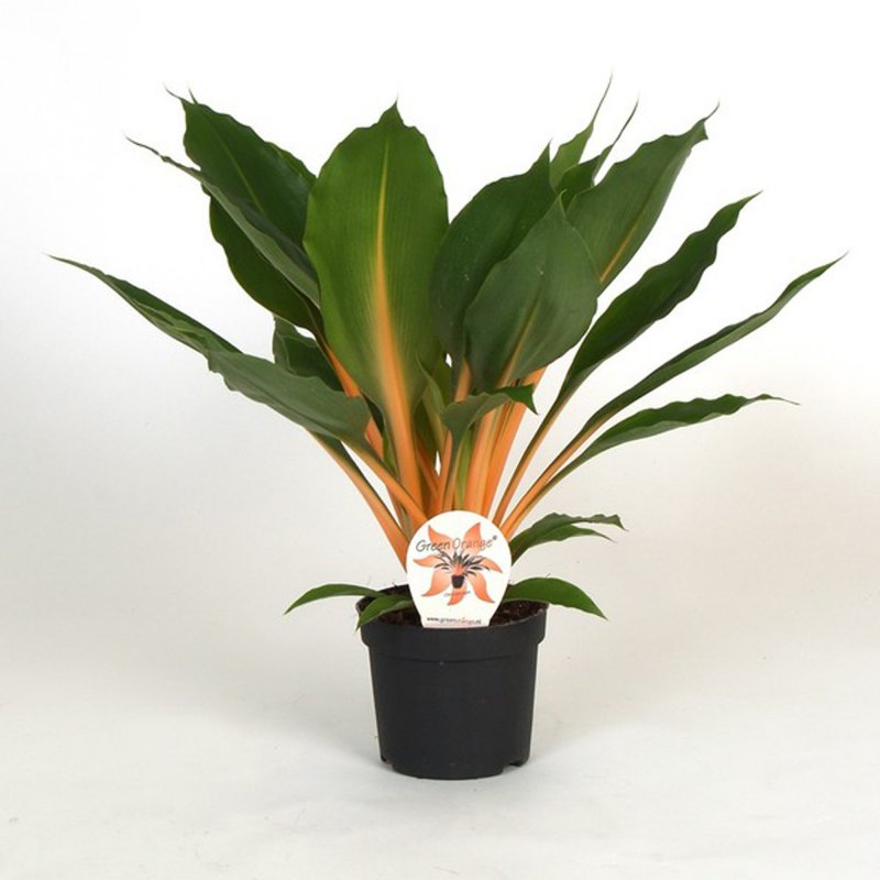 HOUSE Chlorophytum orchi Green Orange 276501