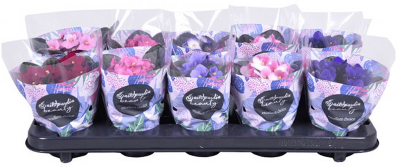 HOUSE Saintpaulia 440022