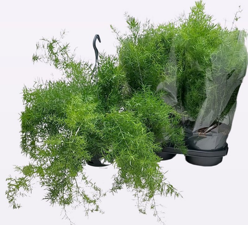 HOUSE Asparagus dens Sprengeri - 396808