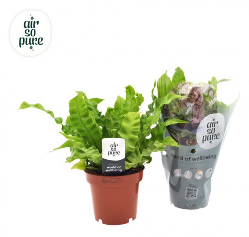 Houseplant-Asplenium_nidus_'Crispy_Wave'_Air_So_Pure_12 cm-185809