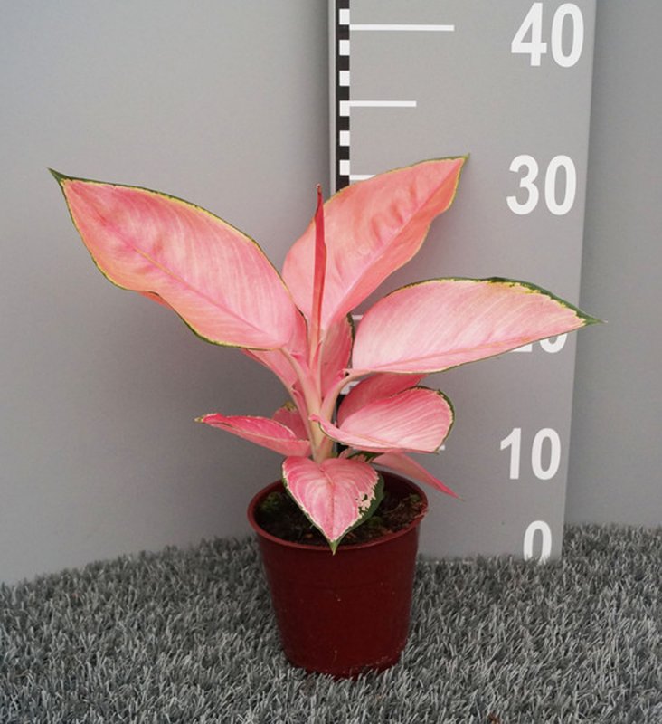 HOUSE Aglaonema Flamingo - 465046