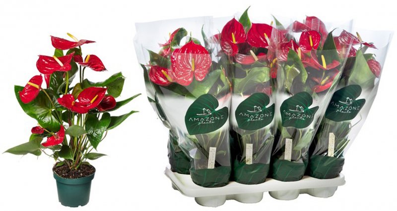 HOUSE Anthurium andr Nevada - 382701
