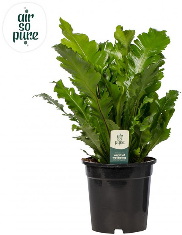 Houseplant-Asplenium_nidus_'Campio'_'Air_So_Pure'_17cm-396850