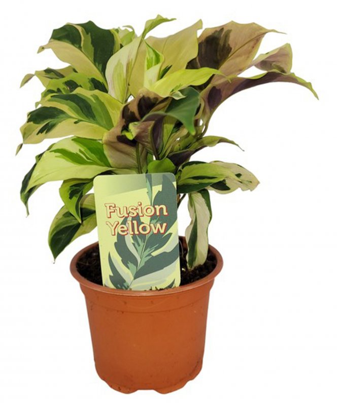 HOUSE Calathea Fusion Yellow - 409824