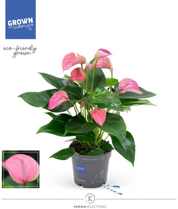HOUSE Anthurium andr. Joli - 450789
