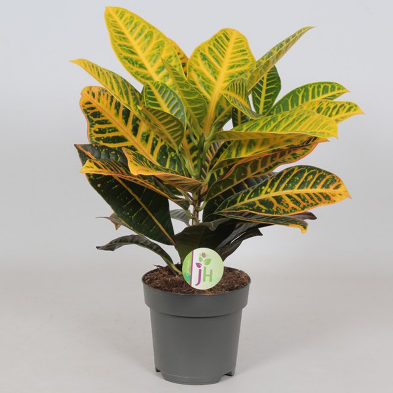 HOUSE Codiaeum var. Petra - 451218