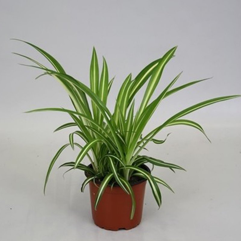 HOUSE_Chlorophytum_com.var