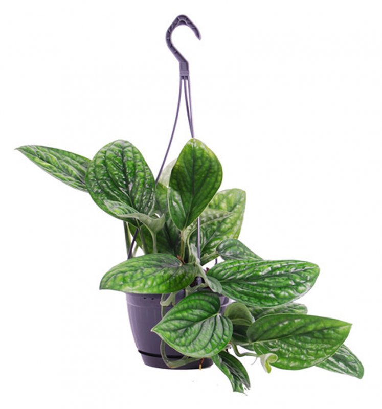 HOUSE Epipremnum pinn Marble Planet - 329491