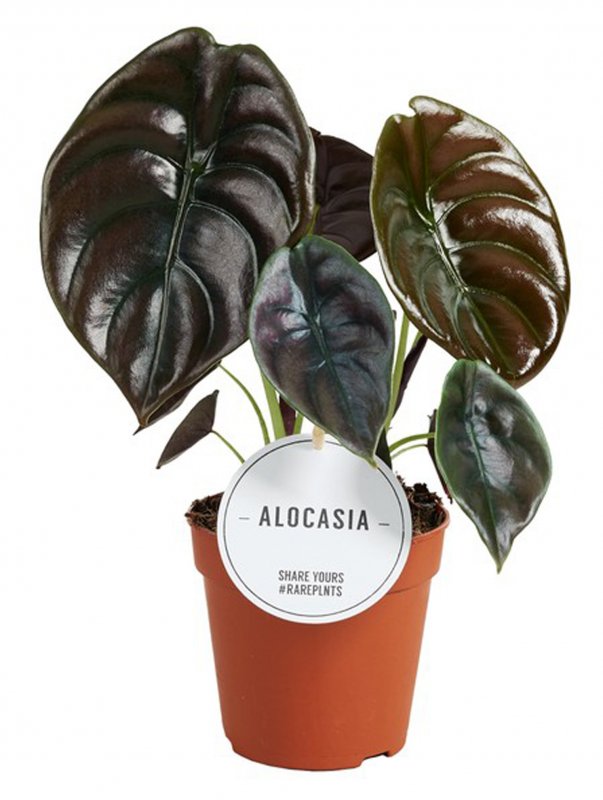 HOUSE Alocasia cuprea Red Secret 440606