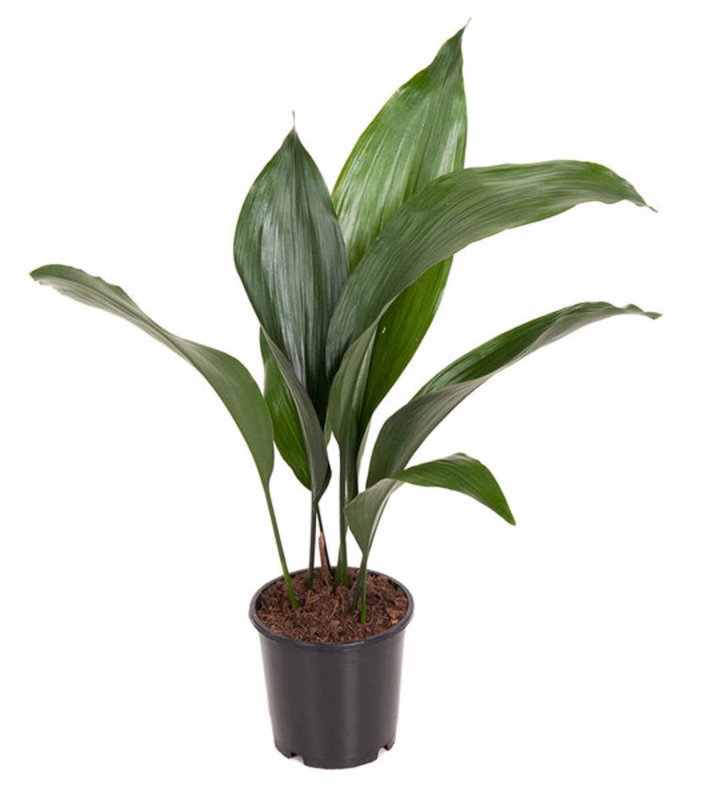 HOUSE Aspidistra elatior 7+ 308957