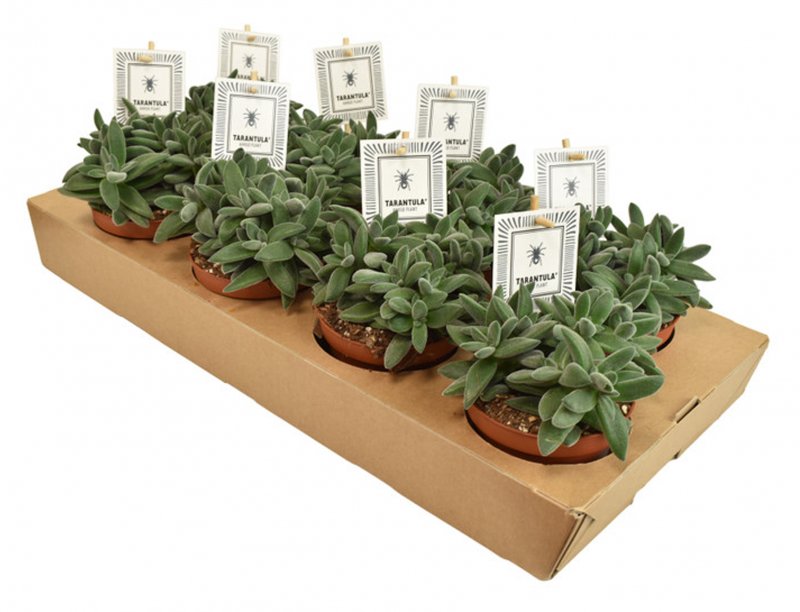HOUSE Crassula TARANTULA® - 439453