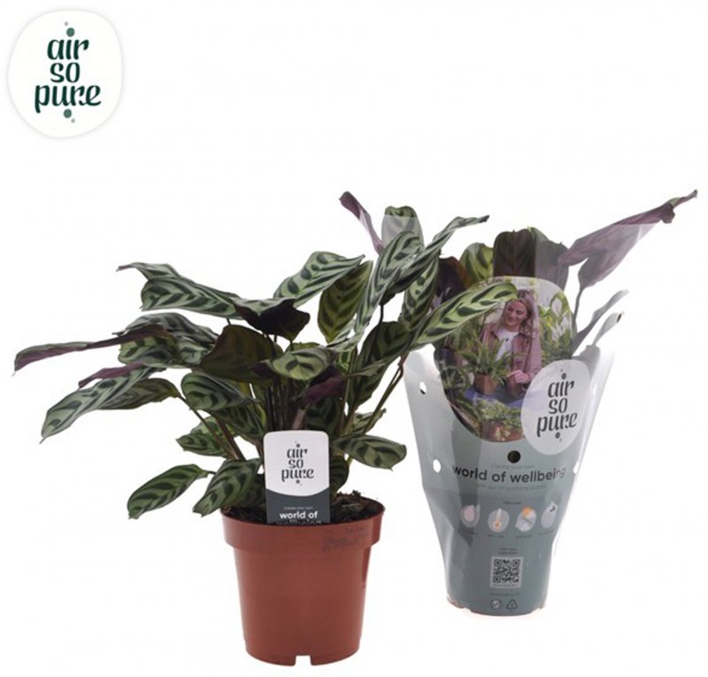 HOUSE Ctenanthe burle-marxii - 294251