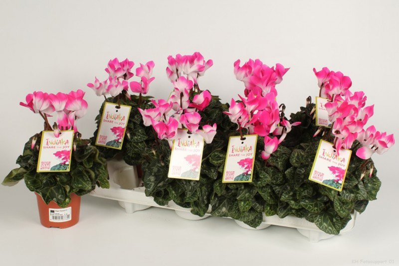 HOUSE Cyclamen Indiaka fuchsia 493143