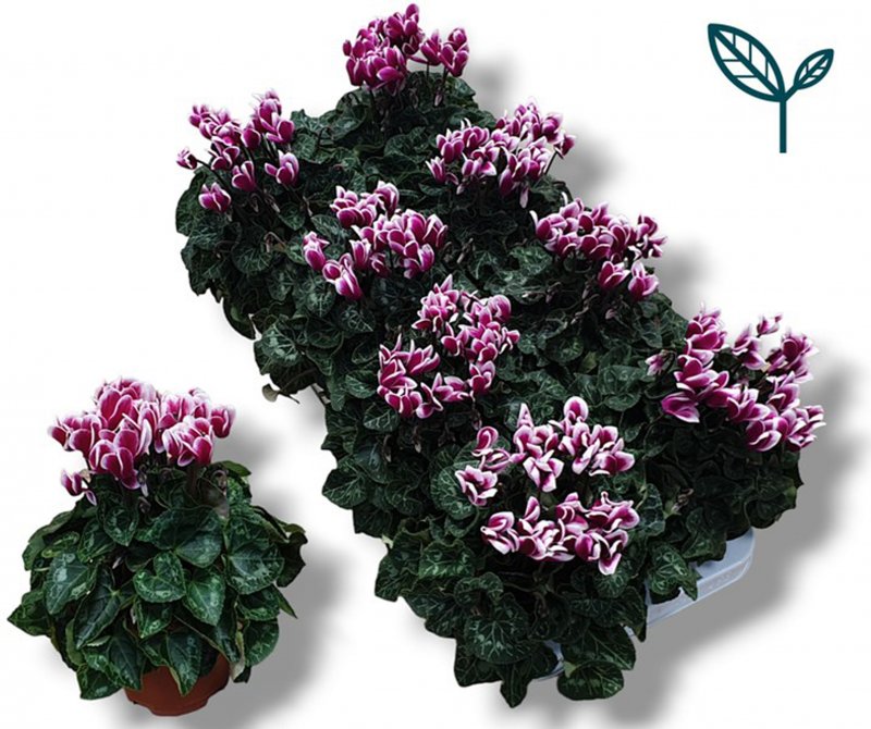 HOUSE Cyclamen Metis Fantasia Purple 428084